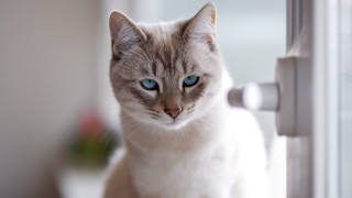 Cat blue eyes window plant - carlos catasse free wallpaper for desktop