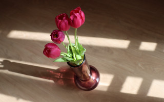 Vase flowers table shadow outdoors - a vase free wallpaper