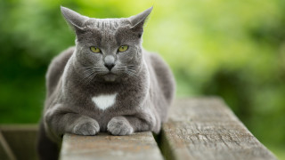 Gray cat white heart wooden - its chest free wallpaper