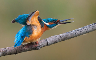 Colorful birds perched branch bite - its mouth free wallpaper