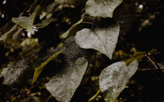 Leaf water droplets rain branch - a leaf free wallpaper