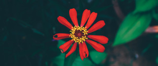 Red flower yellow stamens green 4 - a red flower free wallpaper