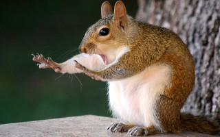 Squirrel ledge eating shock art - a piece of food free wallpaper