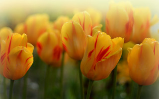Yellow red flower field autumn - betty merken free wallpaper
