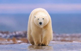 Polar bear frozen lake ocean - a view of the ocean in the background free wallpaper
