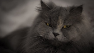 Black cat yellow eyes serious - a serious look free wallpaper