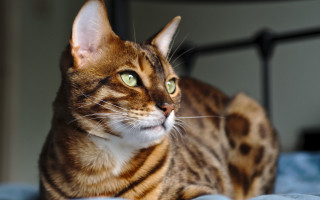 Surprised cat on bed photorealistic - regal free wallpaper