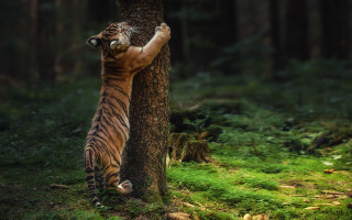 Tiger climbing tree forest wildlife - a tiger free wallpaper
