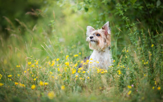 Small dog flower field forest - a forest in the background free wallpaper