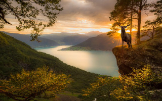Deer cliff lake mountains sunset - the cloud free wallpaper