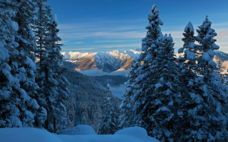 Snowy mountain trees blue sky 3 - tree and mountains free wallpaper