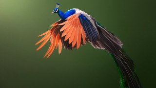 Colorful bird wings spread green - a colorful bird free wallpaper