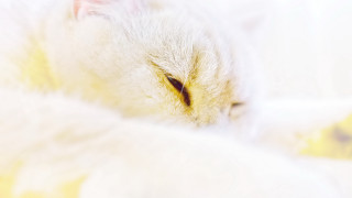 White cat yellow eyes rococo - a white cat free wallpaper