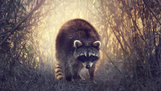 Raccoon forest bamboo sunlight nature - a raccoon free wallpaper