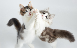 White gray cat playing with - baiōken eishun free wallpaper