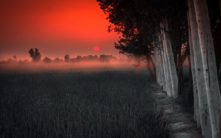 Field trees fog sunset forest - the sun free wallpaper