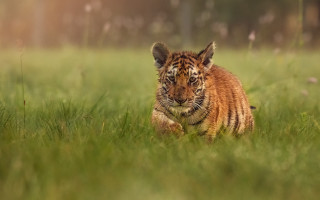 Tiger cub walking tall grass - a tiger cub free wallpaper