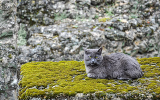 Cat mossy forest rocks blurry - mossy free wallpaper