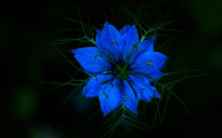 Blue flower green stems macro - green stem free wallpaper