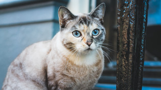 White cat blue eyes serious 6 - outside free wallpaper