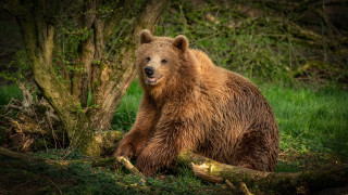 Brown bear in woods with - primitivism free wallpaper