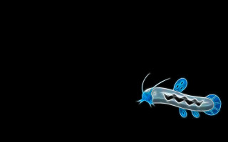 Blue white fish floating black - fish free wallpaper