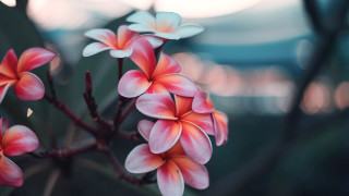 Hibiscus lily lotus flower butterfly - claire dalby free wallpaper