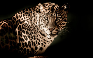 Leopard camouflage animal photography black - a leopard free wallpaper