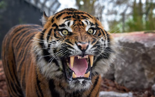 Tiger open mouth teeth missing 2 - showing free wallpaper