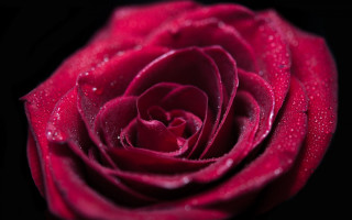 Red rose water droplets macro 50 - a red rose free wallpaper