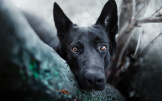 Black dog orange eyes rock - a rock wall free wallpaper