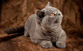 Curious gray cat on brown - grey background free wallpaper