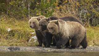 Three bears lake shore forest - the shore of a lake free wallpaper