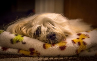 Dog lying blanket pillow shallow - the pillow free wallpaper