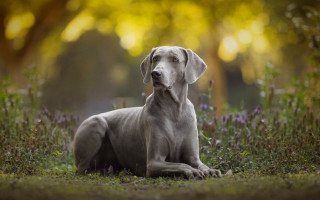 Dog sitting grass blurry bokeh - a dog free wallpaper for desktop