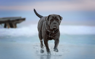 Dog beach boat clouds sky - elke vogelsang free wallpaper