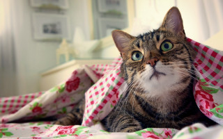 Cat blanket checkered impressionism big - pattern free wallpaper