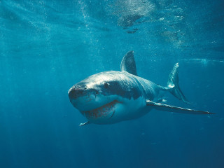 Great white shark smiling in - a large amount of water free wallpaper