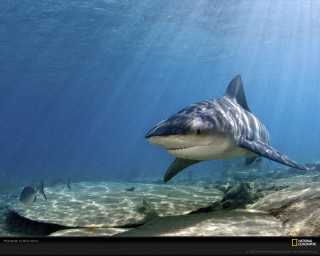 Shark swimming ocean fish nearby 2 - sunlight free wallpaper