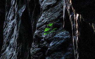 Small plant crack rock cave - sense of depth free wallpaper