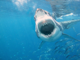 Shark open mouth swimming fish - fish free wallpaper