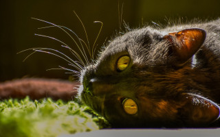 Cat lying grass open eyes - its paw free wallpaper