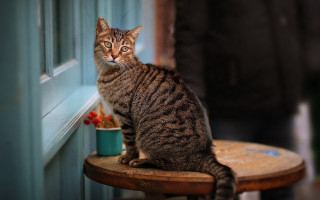 Cat sitting by window blurry - the camera man free wallpaper