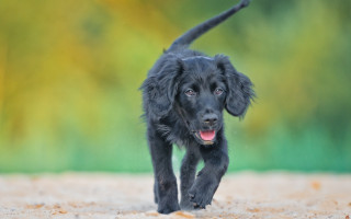 Black dog running dirt field - a green background and a blurry background behind free wallpaper