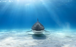 Shark swimming ocean sunbeams water - a shark swimming in the ocean free wallpaper