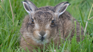 Rabbit sad grass blue eyes - its face and ears free wallpaper