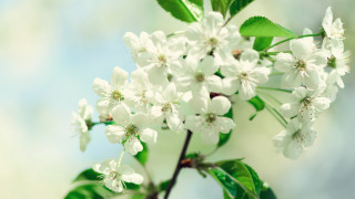 Tree branch white flowers green 2 - a branch of a tree free wallpaper