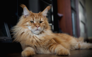 Fluffy orange cat microwave door - the floor next free wallpaper
