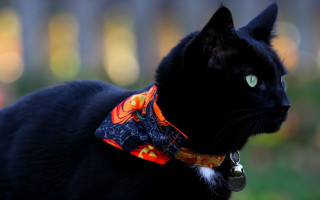 Black cat bandana folk art - a blurry background of trees and grass free wallpaper