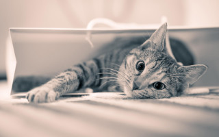 Surprised cat on box blackwhite - a box free wallpaper